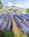 Lavender Mountain View II