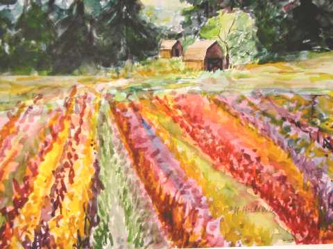 Tulip Fields